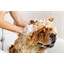 Shampooing doux ou fortifiant pour chien
