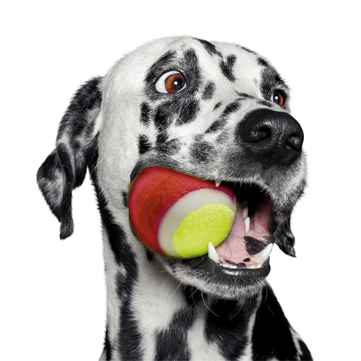 Acheter Balle de tennis pour chien Lot de 3 Multicolore ? Bon et