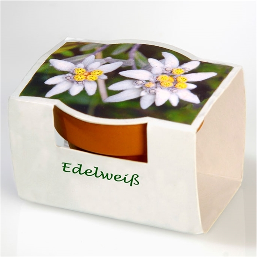 Edelweiss