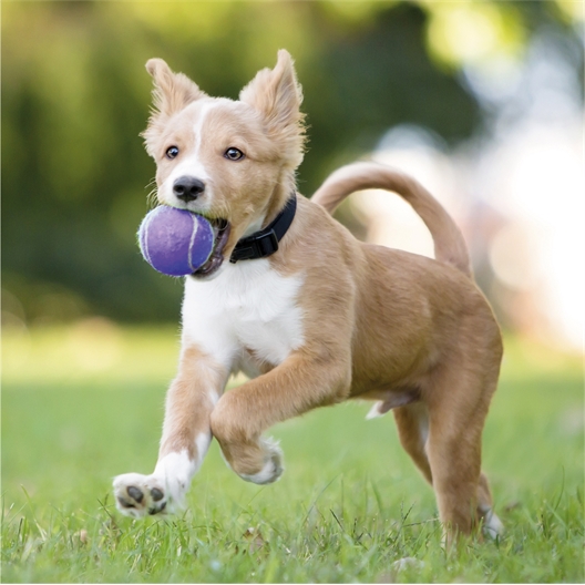 Lanceur de balles/ Lot de 5 balles