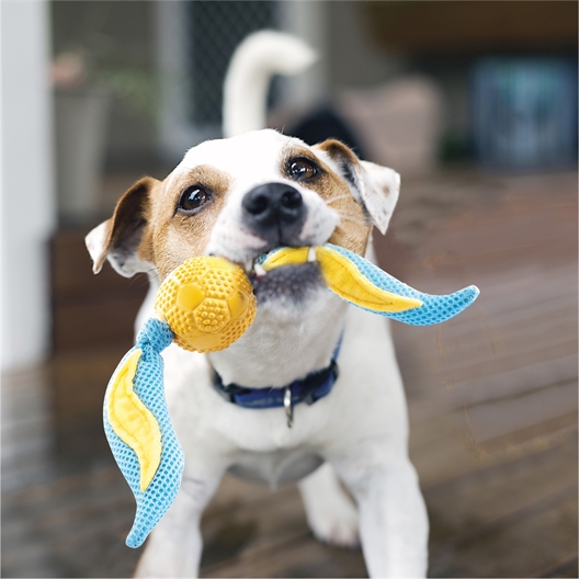 Balle avec oreilles pour chien