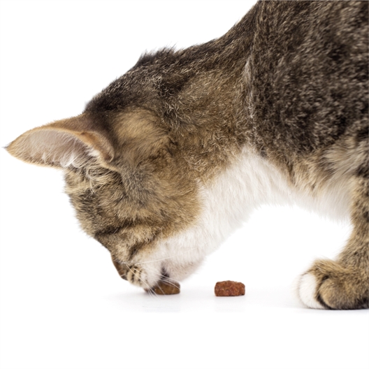 Attrape souris friandise