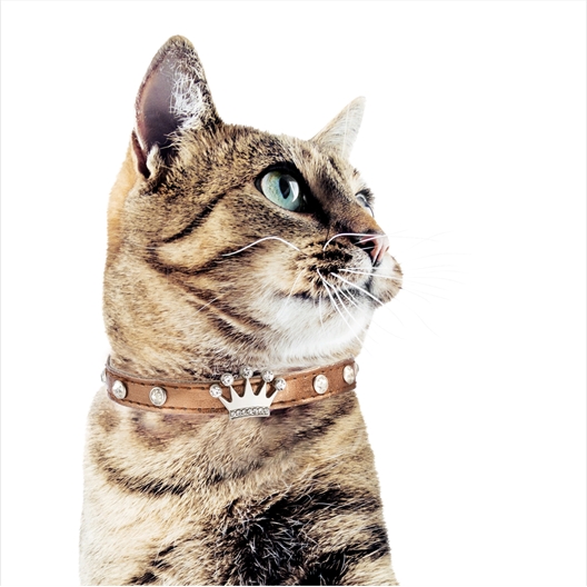 Collier pour chat couronne argenté, doré