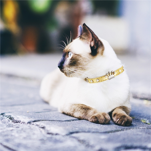 Collier pour chat couronne argenté, doré