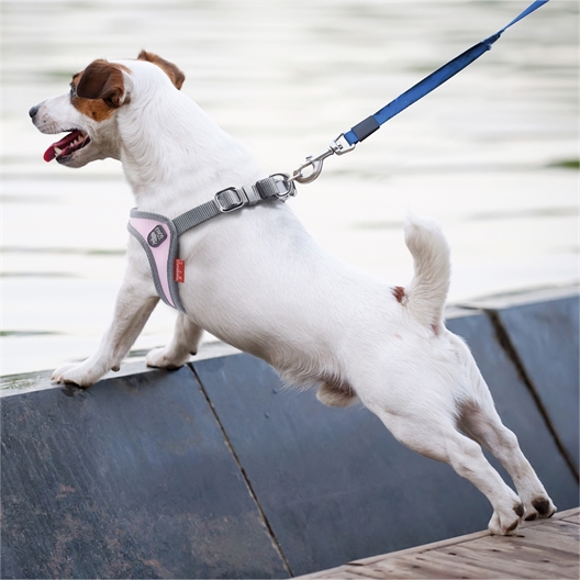 Harnais confort pour chien noir