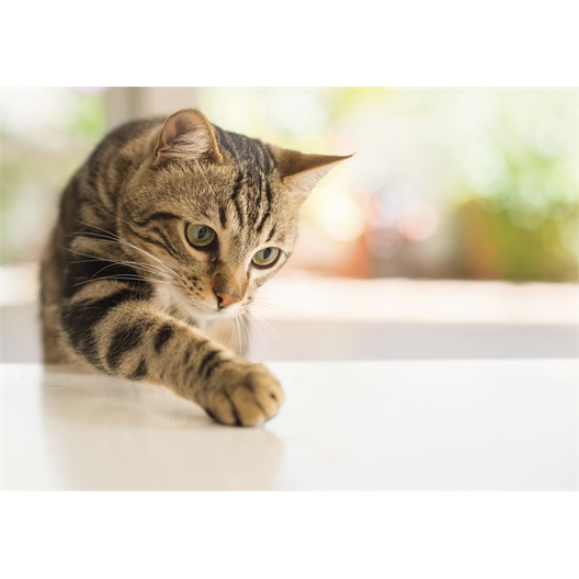 PICK FOR LIFE Canne à Pêche Professionnelle Pour Chien - Réglable En Longueur - Avec 3 Cordes à Jouets - Robuste Et Légère - Jouet Interactif Pour L'entraînement - Avec Corde De