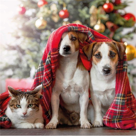 Plaid écossais rouge