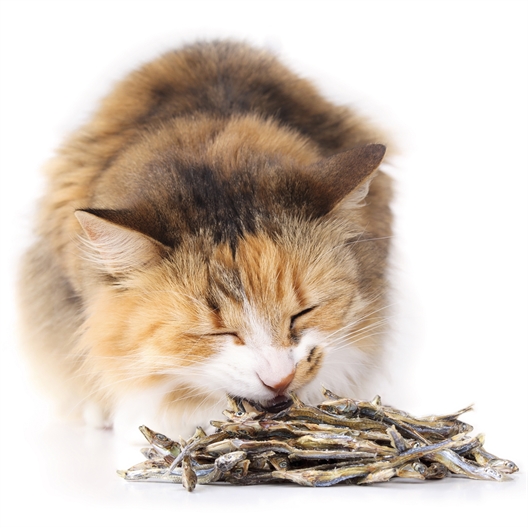 Poissons séchés pour chat