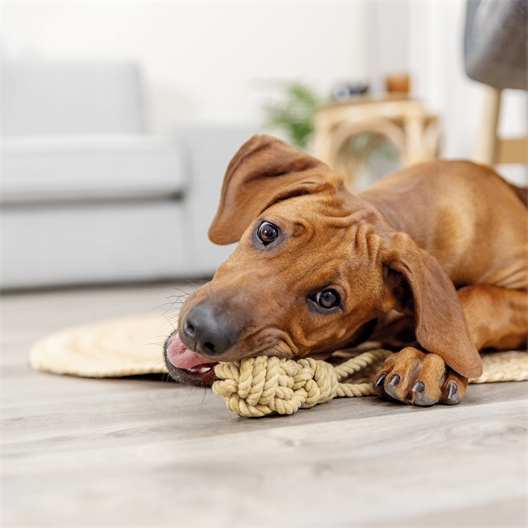 Corde de jeu avec balle pour chien
