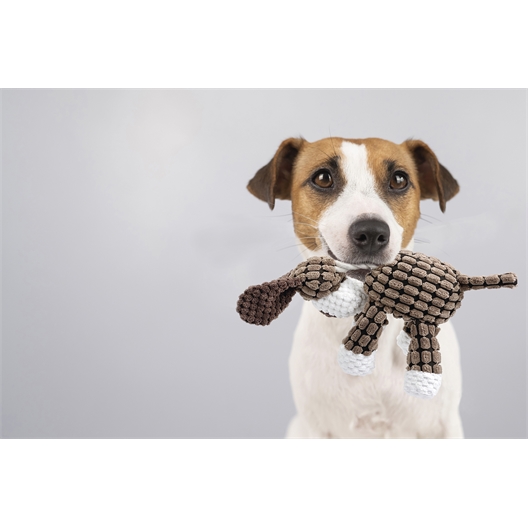 Jouet peluche pour chien