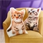 Coussin forme chaton Roux