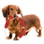 Jouet pour chien corde saucisses