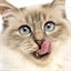 Friandises pour chat "Vit Bits"