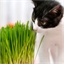 Ecuelle céramique avec herbe à chat