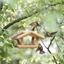 Mangeoire pour oiseaux sauvages