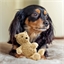 Peluche ours pour chien
