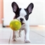 Lot de 3 balles pour chien