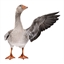 Duck'os filet de canard pour chien