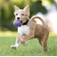 Lanceur de balles/ Lot de 5 balles