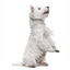Pot de fleurs Westie ou Teckel