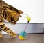 Jouet pour chat œuf fou