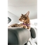 Comprimés calmants pour chat & chien