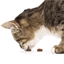 Attrape souris friandise