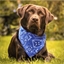 Collier pour chien bandana Rouge