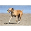 Jouet latex glace pour chien Jaune ou Rose