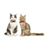 Collier Scottish pour chat beige