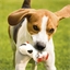 Jouet vache latex pour chien