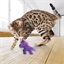 Licorne enchantée pour chat