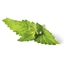 Lot de 24 bougies citronnelle