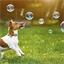 Bidibulle goût bacon pour chien