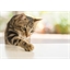 Canne à pêche automatique pour chat