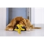 Ballon pour chien "Poodle" jaune