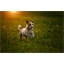 Balle LED silicone pour chien