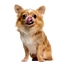 Friandises anti-stress pour chien