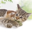 Poisson à plumes pour chat