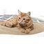 Griffoir "Maison pour chat"