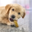 Oreilles d'agneau pour chien 40 g