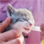 Vermipure liquide chat ou chien