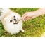 Lot de 50 os de buffle pour chien
