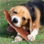 Pied de porc pour chien