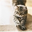Griffoir plat "J'aime mon chat"
