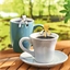 4 cuillères à café chat