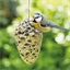Nourriture oiseaux pomme de pin géante