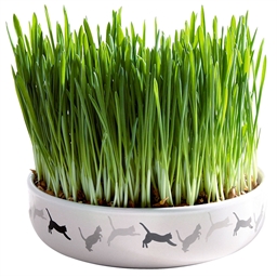 Ecuelle céramique avec herbe à chat
