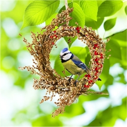 Snack pour oiseaux