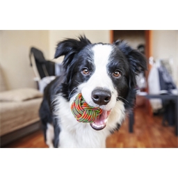 Jouet pour chien corde Boule